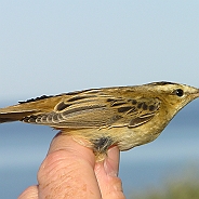 Sävsångare, Sundre 20080731